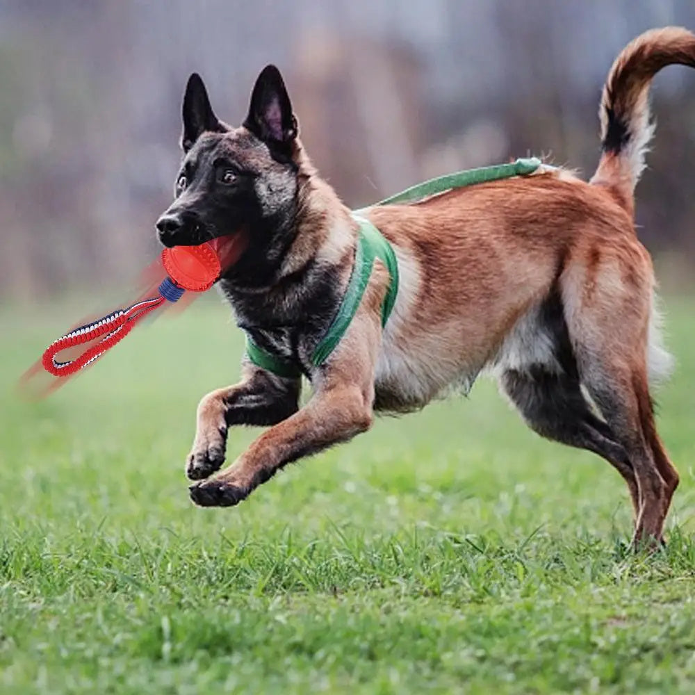Rollraptor Interactive Pet Toy Ball